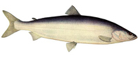 Рыба Нельма — описание и фото рыбы