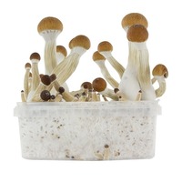 Основы выращивания псилоцибиновых грибов для новичков (часть 1)