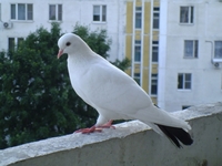 Как навсегда отвадить голубей от балкона и крыши