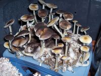 Оборудование для выращивания грибов