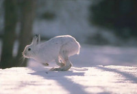 Из чего изготовить петли на зайца. Как охотиться на зайца петлями зимой?