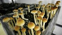 Псилоцибиновые грибы — природные наркотики