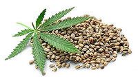 Как вырастить марихуану из семян