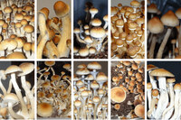 10 Best Psilocybe Cubensis Strains – For Beginners & Advanced