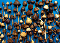 Как хранить грибы Psilocybe