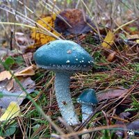 Галлюциногенные грибы / Psilocybe semilanceata (LSD) где найти? Когда собирать? И с чем их едят? =)
