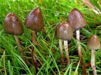 Так ли они опасны галлюциногенные грибы? Почему они могут быть полезны?