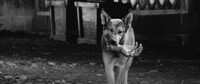 Yojimbo (1961): Dog